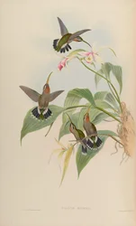 緑= Threnetes ruckeri windy ruckeri